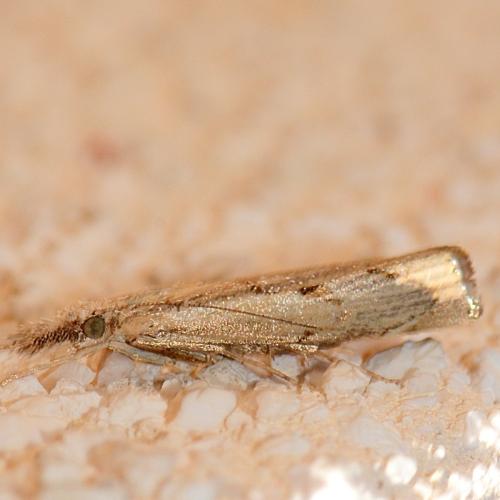 Réf. 316 273 : Agriphila geniculea